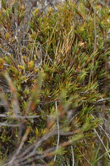 Dracophyllum oliveri