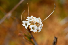 Dracophyllum oliveri