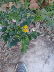 Coronilla valentina