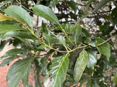 Aidia cochinchinensis