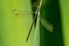 Lestes virgatus