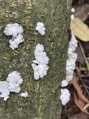 Schizophyllum