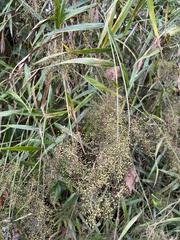 Panicum sarmentosum