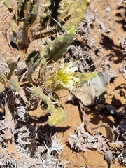 Codon royenii