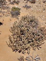 Mesembryanthemum tomentosum