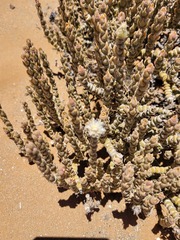 Mesembryanthemum tomentosum