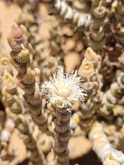 Mesembryanthemum tomentosum
