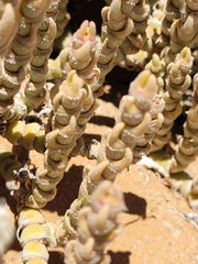Mesembryanthemum tomentosum