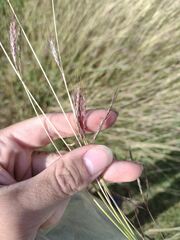 Bothriochloa pertusa