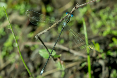 Lestes virgatus