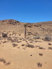 Aloidendron pillansii