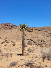 Aloidendron pillansii