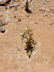 Lyperia