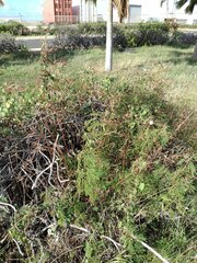 Desmanthus pernambucanus