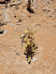 Lyperia