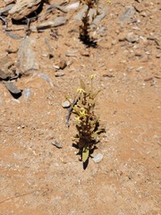 Lyperia