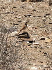 Certhilauda subcoronata