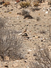 Certhilauda subcoronata
