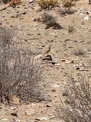 Certhilauda subcoronata