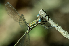 Lestes virgatus