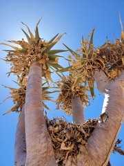 Aloidendron pillansii