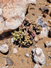 Portulacaria pygmaea