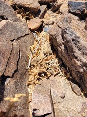Haworthiopsis tessellata