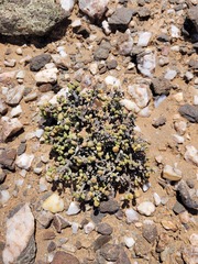 Portulacaria pygmaea