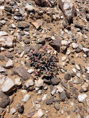 Portulacaria pygmaea