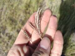 Bothriochloa pertusa