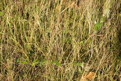 Macroptilium atropurpureum