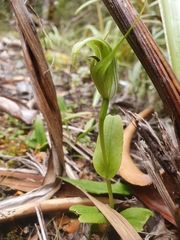 Pterostylis oliveri