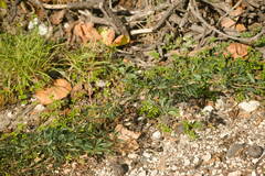 Pithecellobium dulce