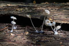 Delicatula integrella