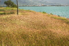 Dichanthium annulatum papillosum