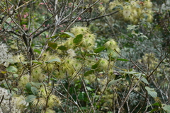 Clematis leschenaultiana