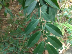 Elaeagnus glabra
