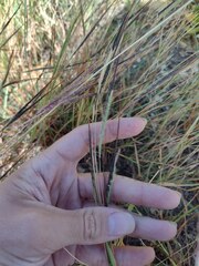 Heteropogon contortus