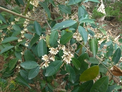 Elaeagnus glabra