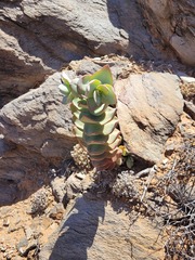 Crassula sladenii