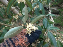Elaeagnus glabra