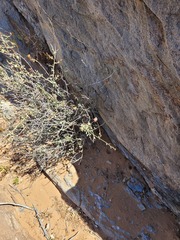 Dyerophytum africanum