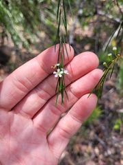 Baeckea linifolia