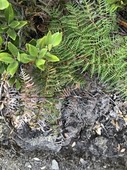 Uredinopsis pteridis