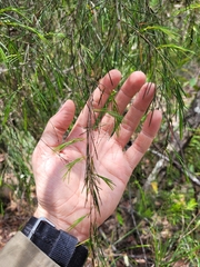 Baeckea linifolia