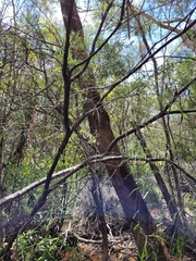 Baeckea linifolia