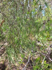 Baeckea linifolia