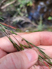 Baeckea linifolia