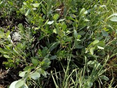 Conocarpus erectus sericeus