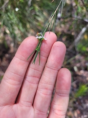 Baeckea linifolia